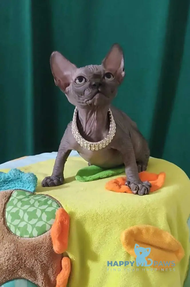 Luna Noir Canadian Sphynx female black live animals