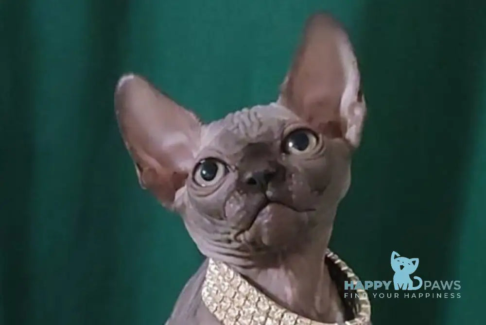 Luna Noir Canadian Sphynx female black live animals