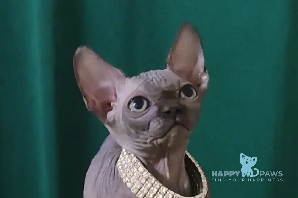 Luna Noir Canadian Sphynx female black live animals