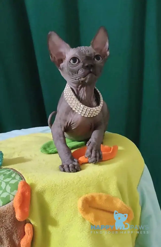 Luna Noir Canadian Sphynx female black live animals