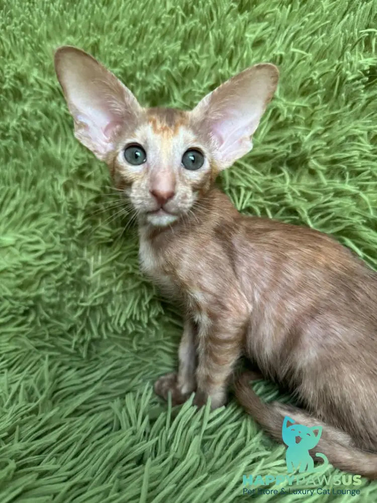 Luna Oriental Shorthair female cinnamon tortie - live animals