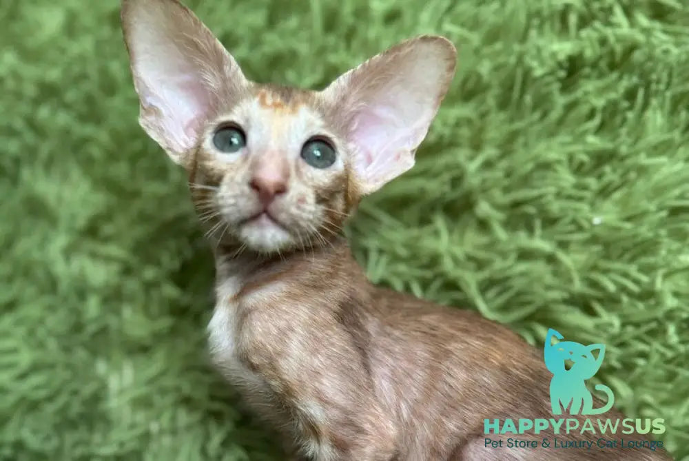 Luna Oriental Shorthair female cinnamon tortie - live animals