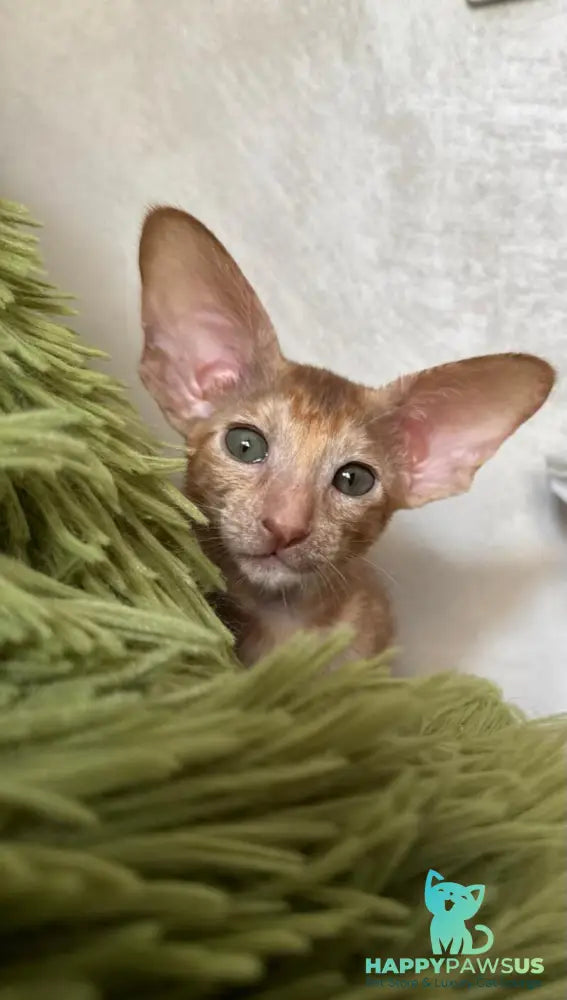 Luna Oriental Shorthair female cinnamon tortie - live animals