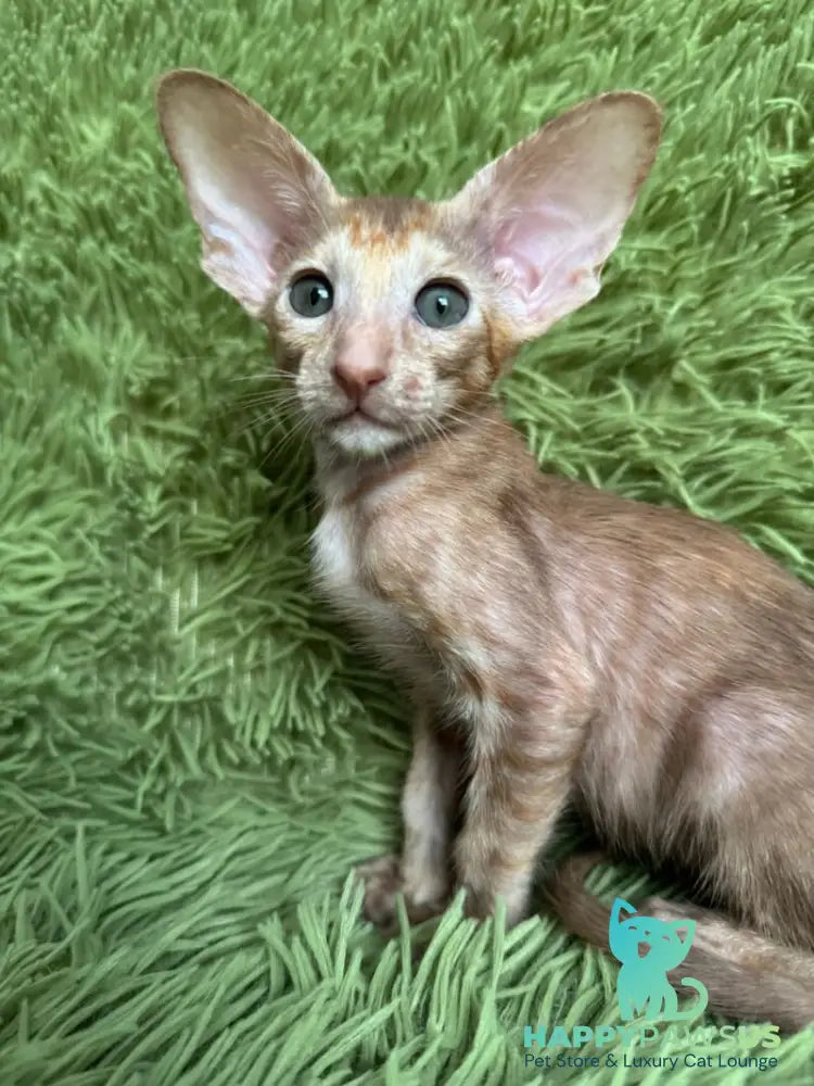 Luna Oriental Shorthair female cinnamon tortie - live animals