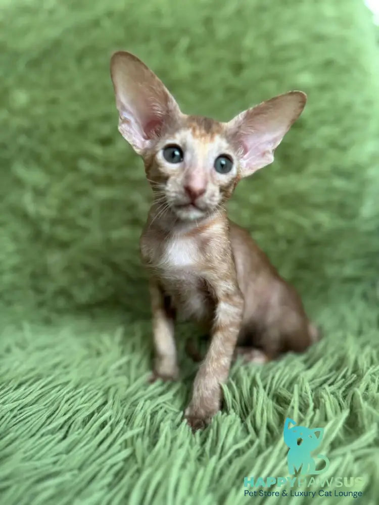 Luna Oriental Shorthair female cinnamon tortie - live animals