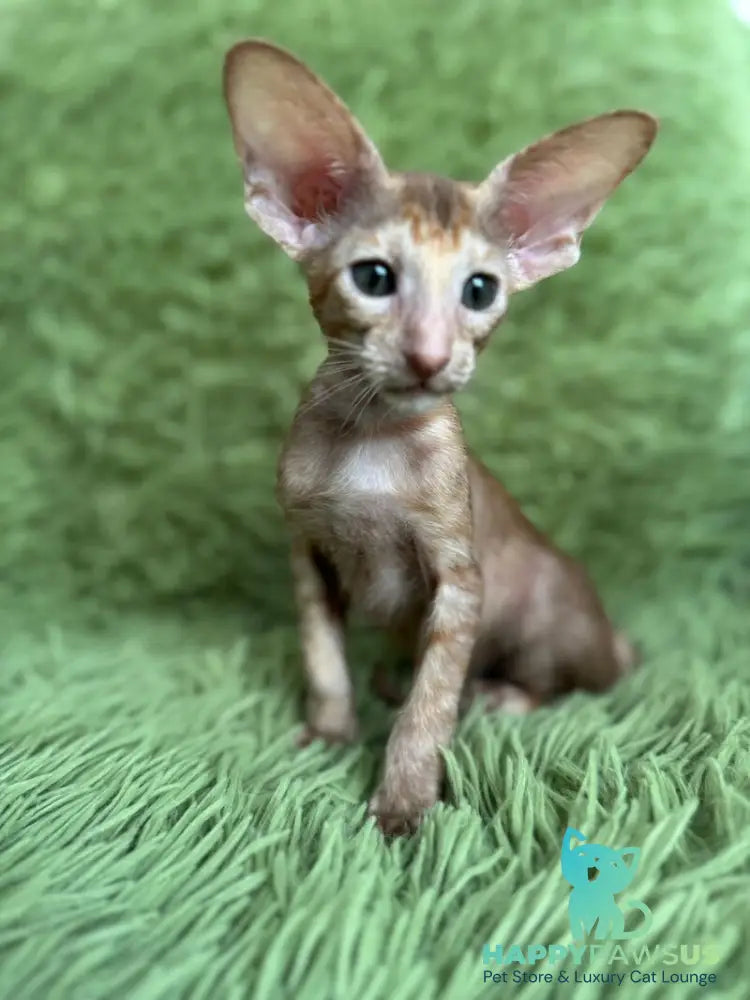 Luna Oriental Shorthair female cinnamon tortie - live animals