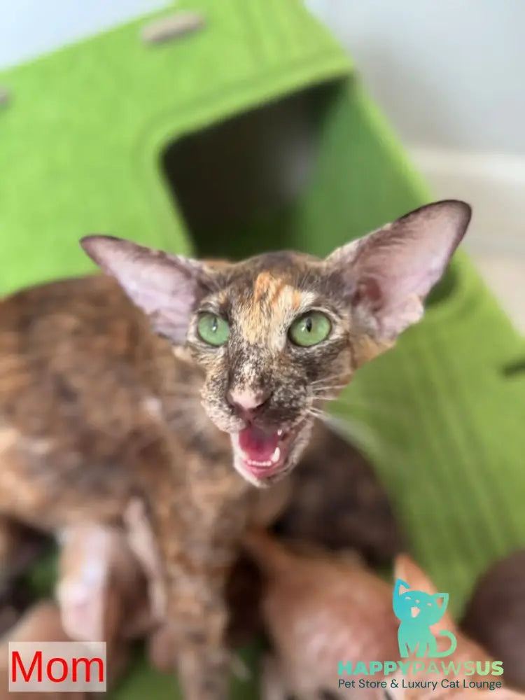 Luna Oriental Shorthair female cinnamon tortie - live animals