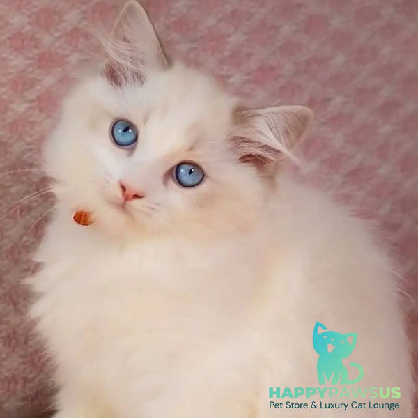 Luna Ragdoll female blue bicolour - live animals