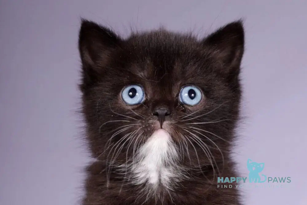 Luna Scottish Straight female black live animals