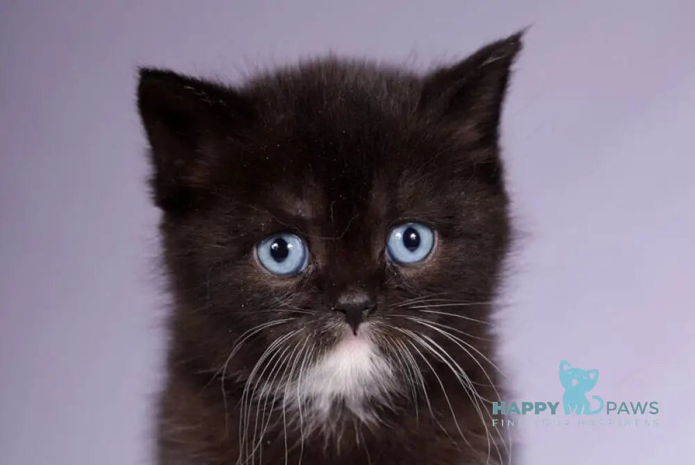 Luna Scottish Straight female black live animals