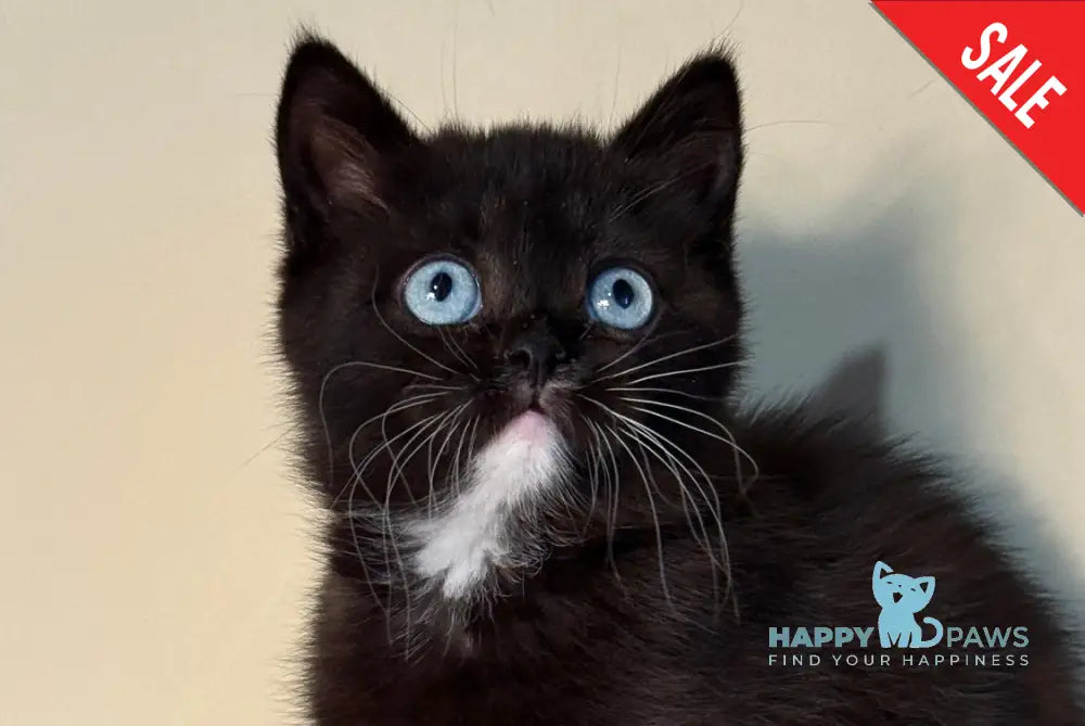 Luna Scottish Straight female black live animals