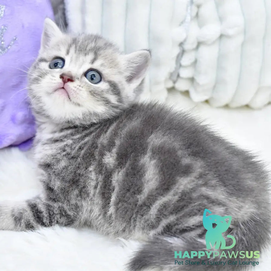 Luna Scottish Straight female blue tabby - live animals
