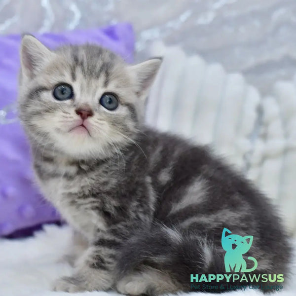 Luna Scottish Straight female blue tabby - live animals