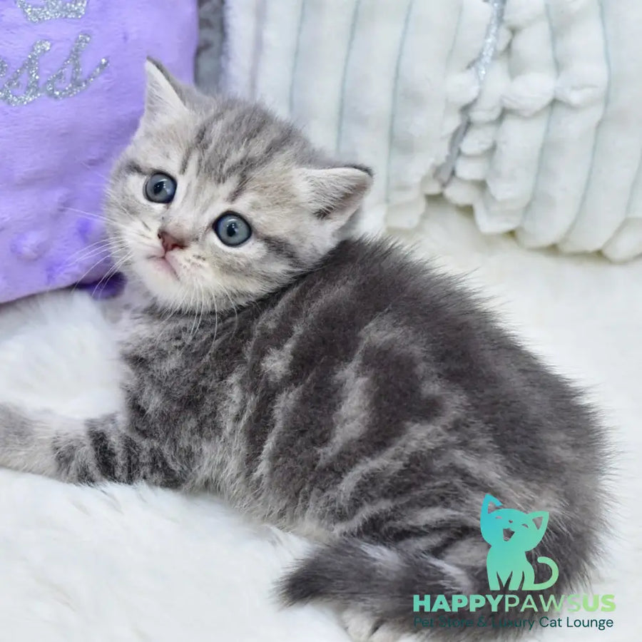 Luna Scottish Straight female blue tabby - live animals