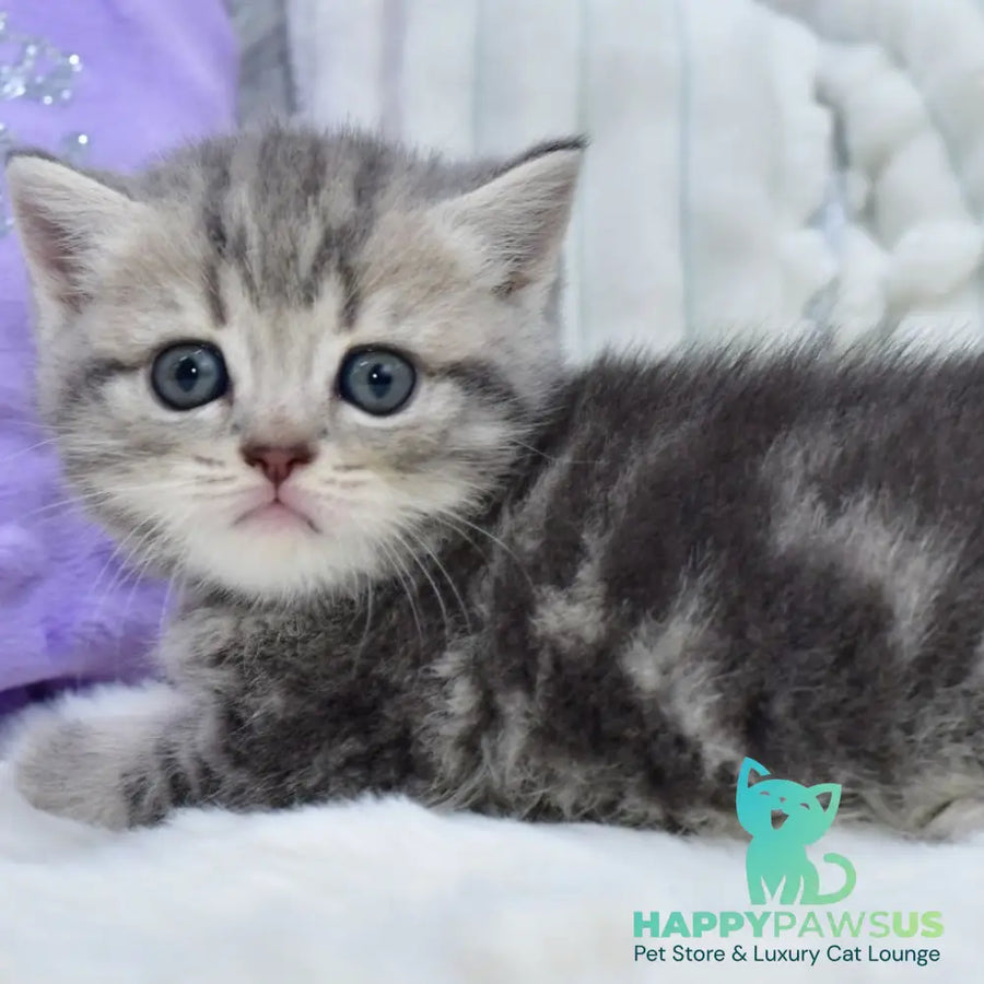 Luna Scottish Straight female blue tabby - live animals