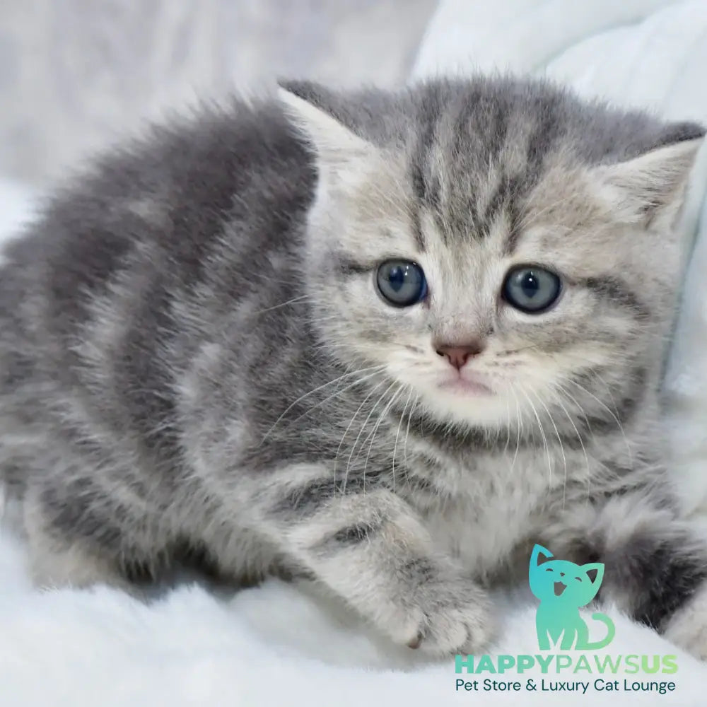 Luna Scottish Straight female blue tabby - live animals