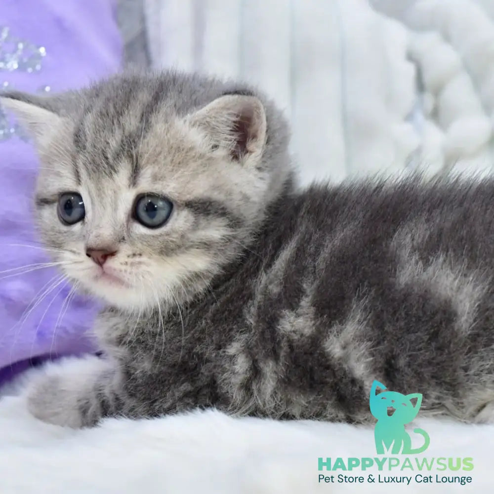 Luna Scottish Straight female blue tabby - live animals