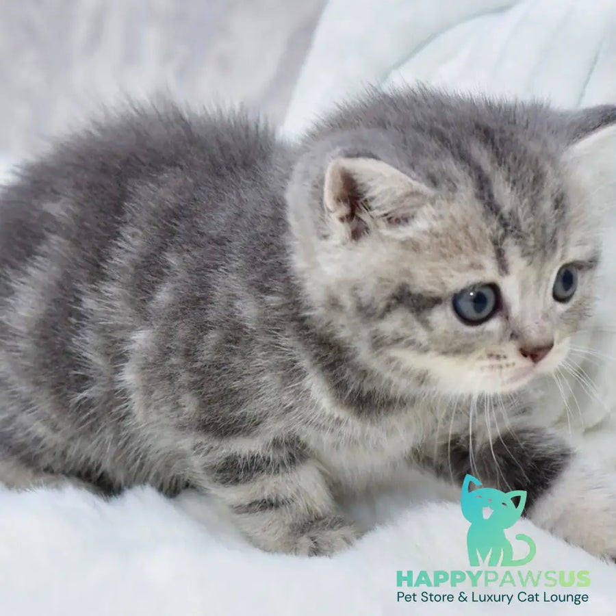 Luna Scottish Straight female blue tabby - live animals