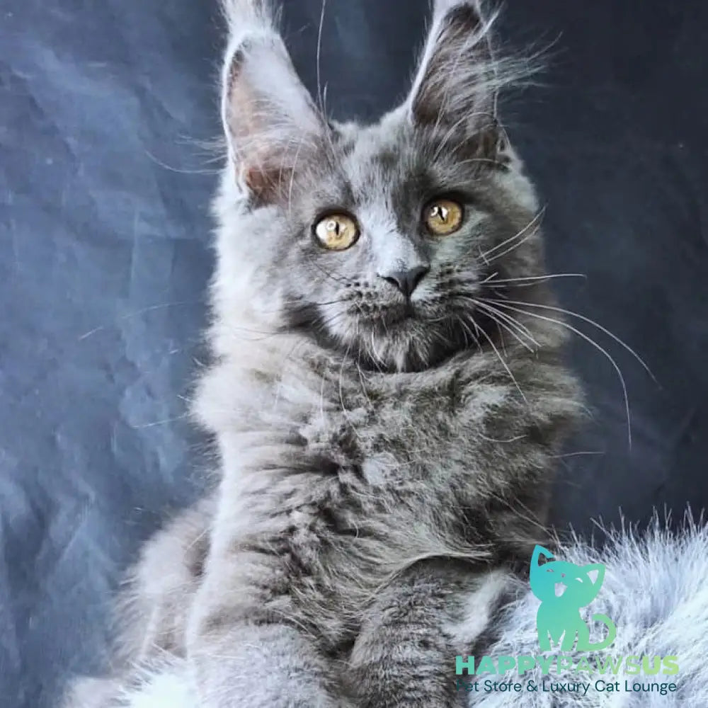 Lunar cat Maine Coon female blue - live animals
