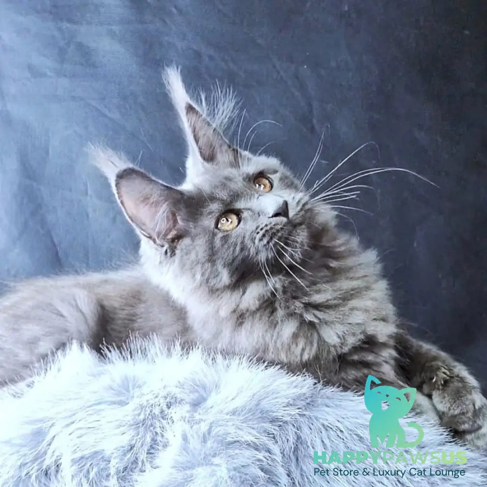 Lunar cat Maine Coon female blue - live animals