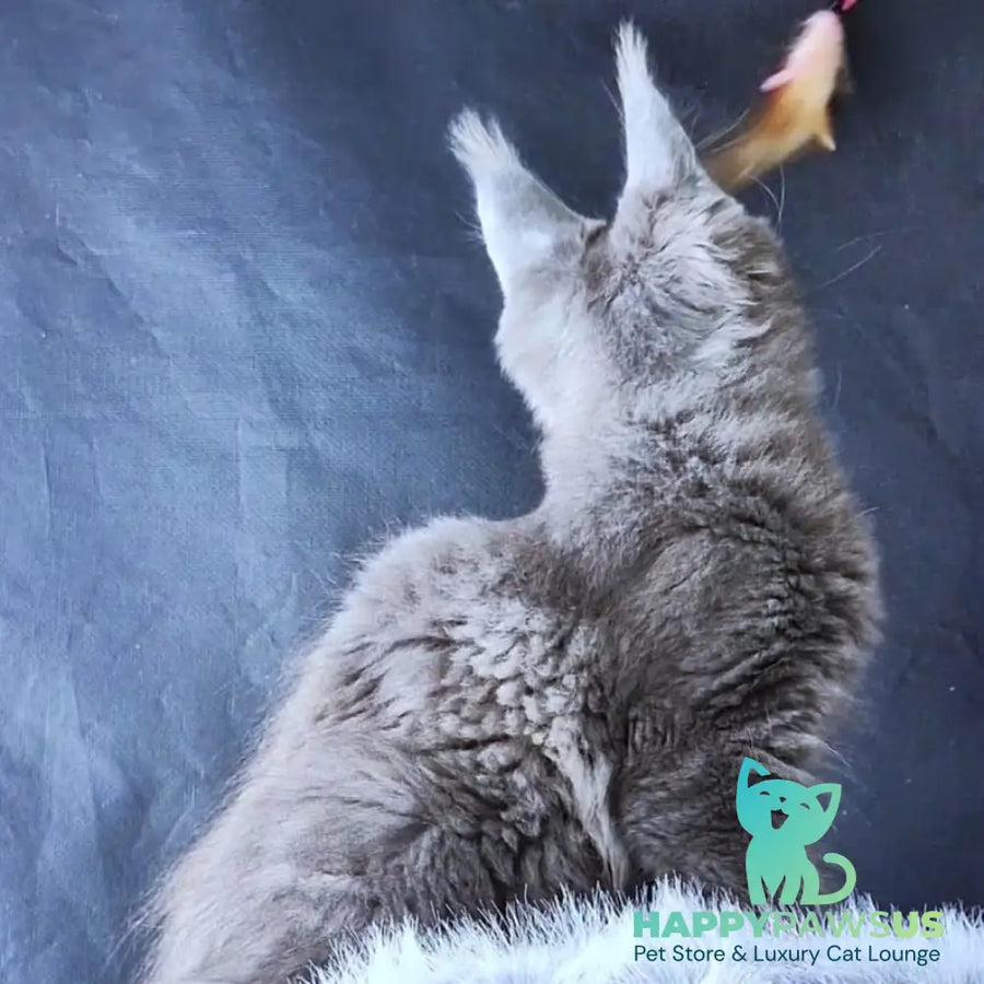 Lunar cat Maine Coon female blue - live animals