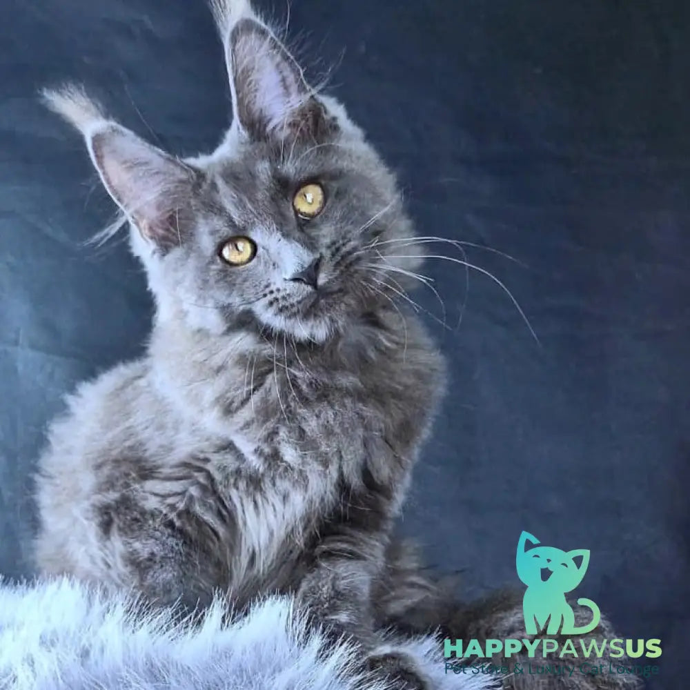 Lunar cat Maine Coon female blue - live animals