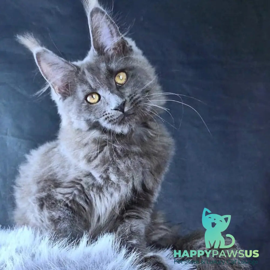 Lunar cat Maine Coon female blue - live animals