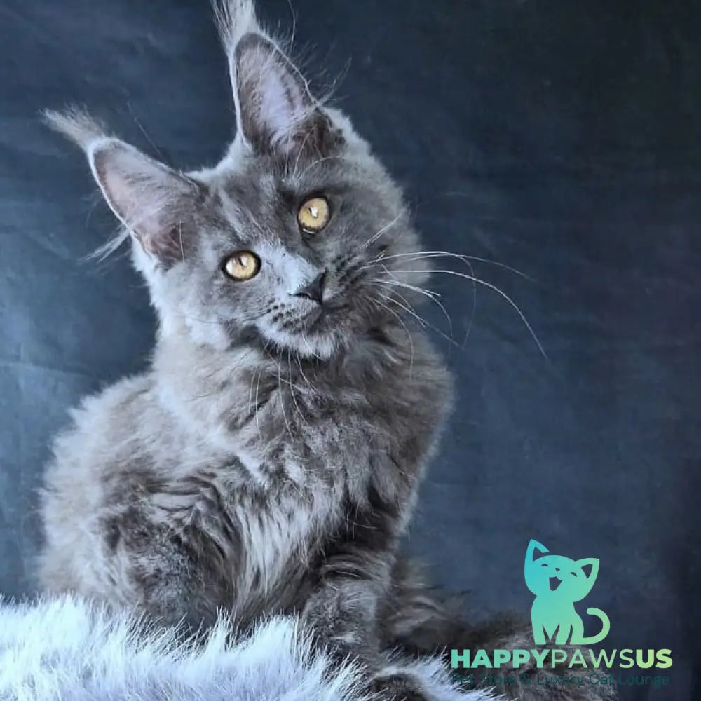 Lunar cat Maine Coon female blue - live animals