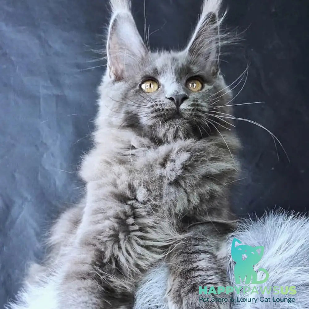 Lunar cat Maine Coon female blue - live animals