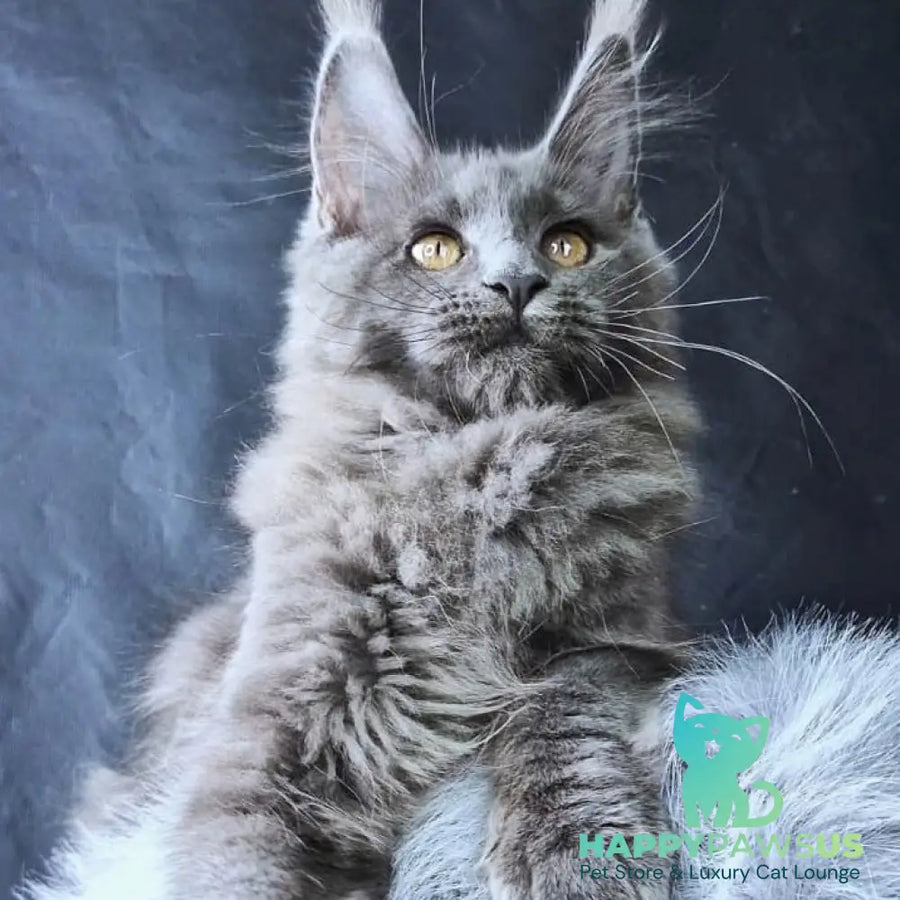 Lunar cat Maine Coon female blue - live animals