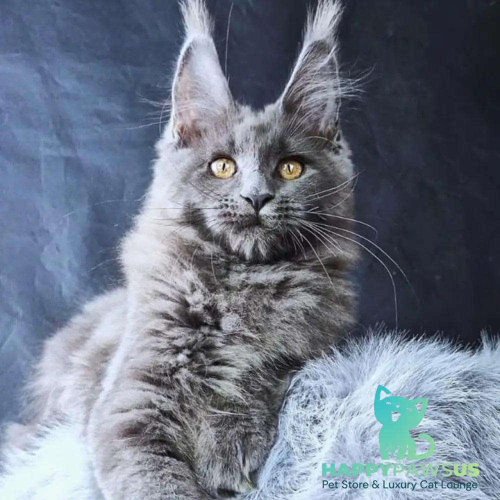 Lunar cat Maine Coon female blue - live animals