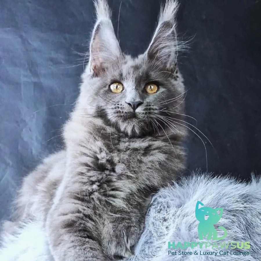 Lunar cat Maine Coon female blue - live animals