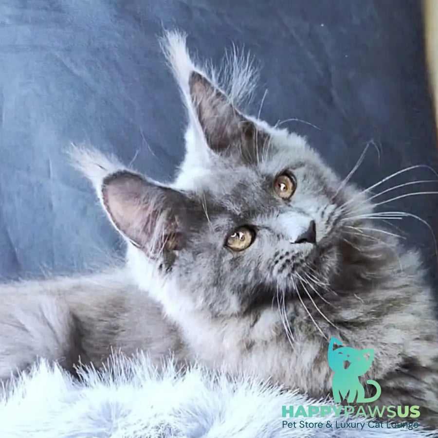 Lunar cat Maine Coon female blue - live animals