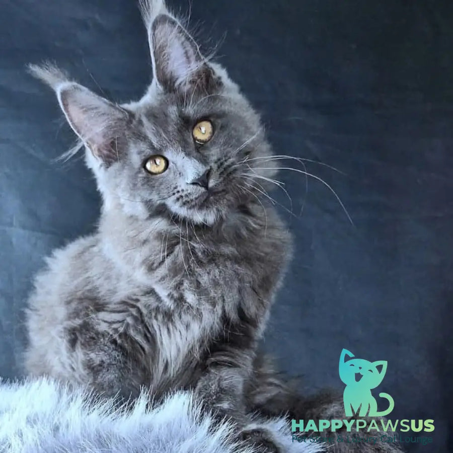 Lunar cat Maine Coon female blue - live animals