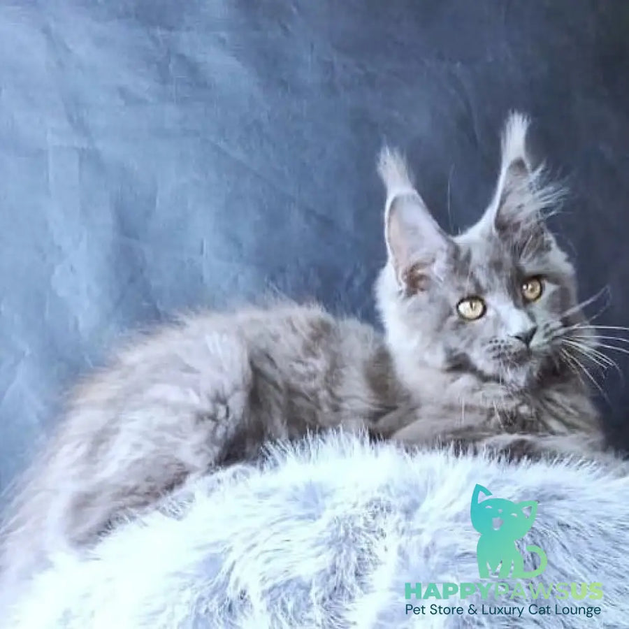 Lunar cat Maine Coon female blue - live animals