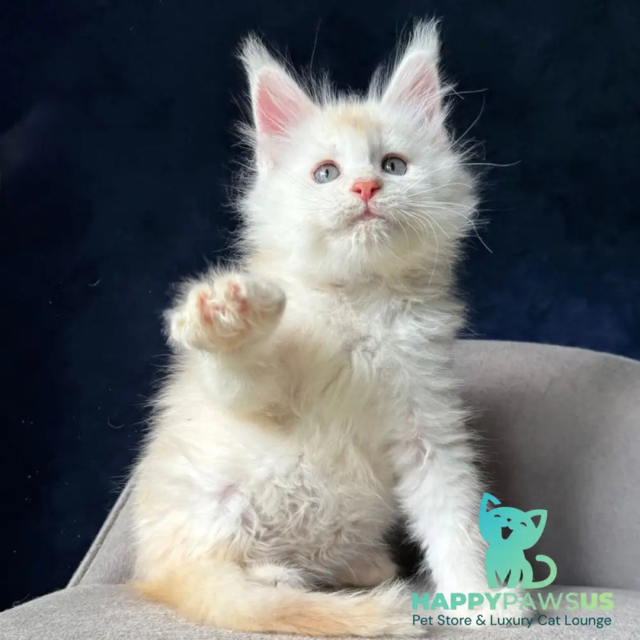 Lunar Maine Coon male red silver - live animals