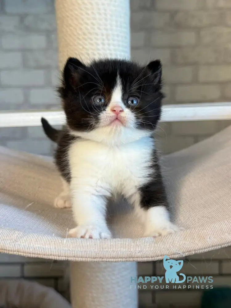 Luntik British Shorthair male black bicolour live animals