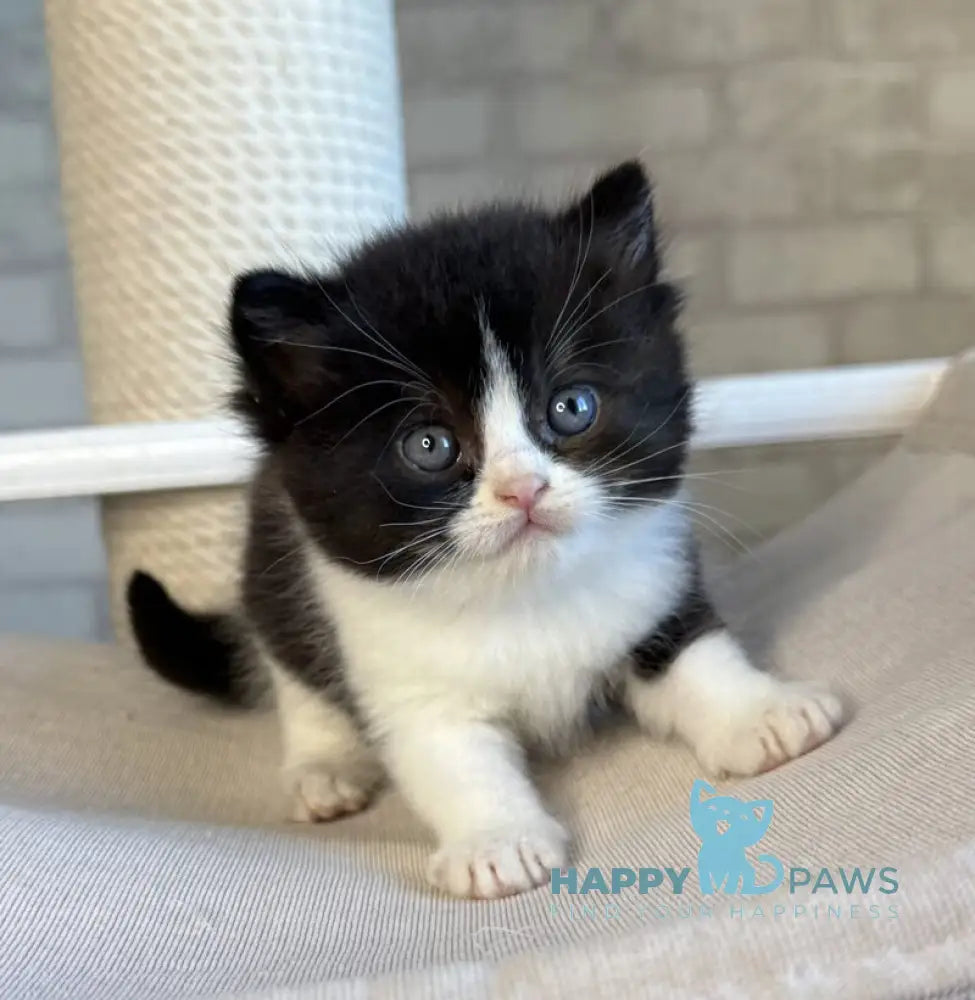 Luntik British Shorthair male black bicolour live animals