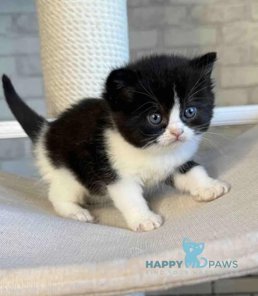 Luntik British Shorthair male black bicolour live animals