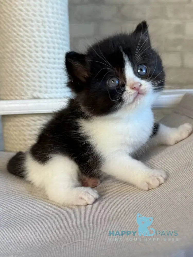 Luntik British Shorthair male black bicolour live animals