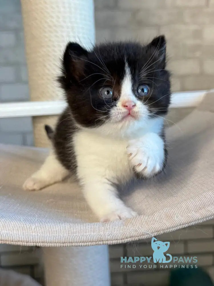 Luntik British Shorthair male black bicolour live animals