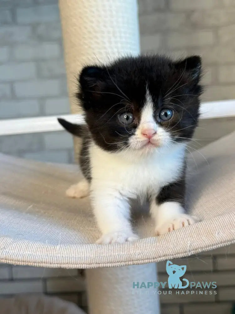 Luntik British Shorthair male black bicolour live animals