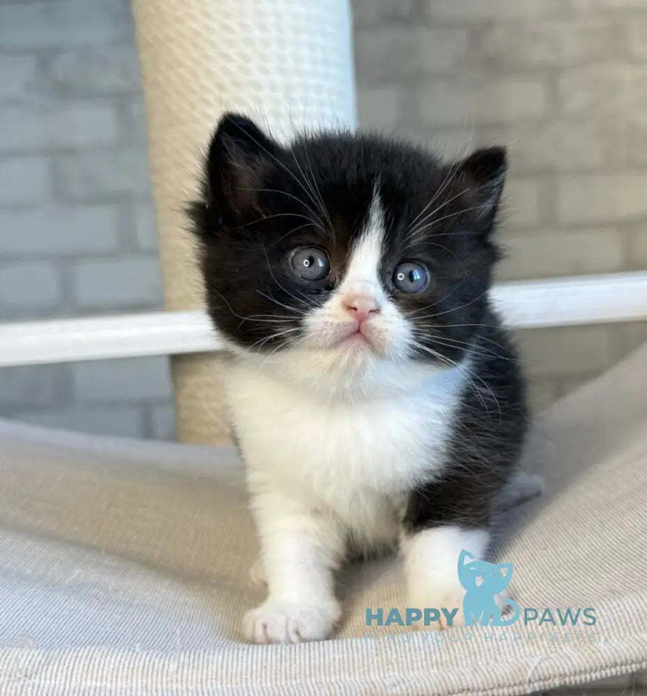 Luntik British Shorthair male black bicolour live animals