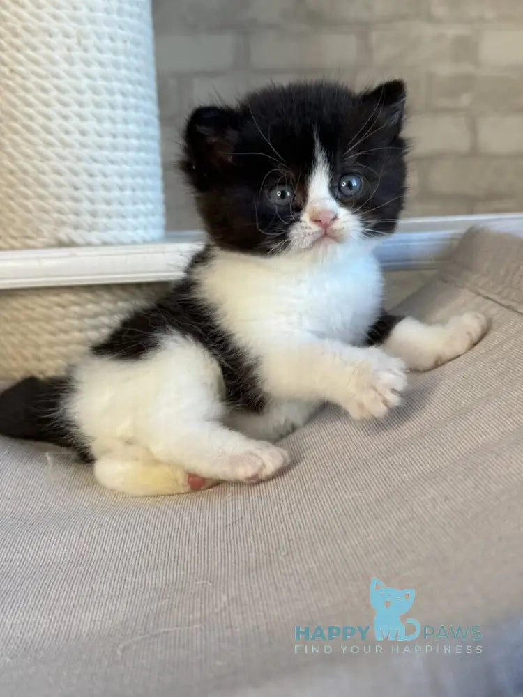 Luntik British Shorthair male black bicolour live animals