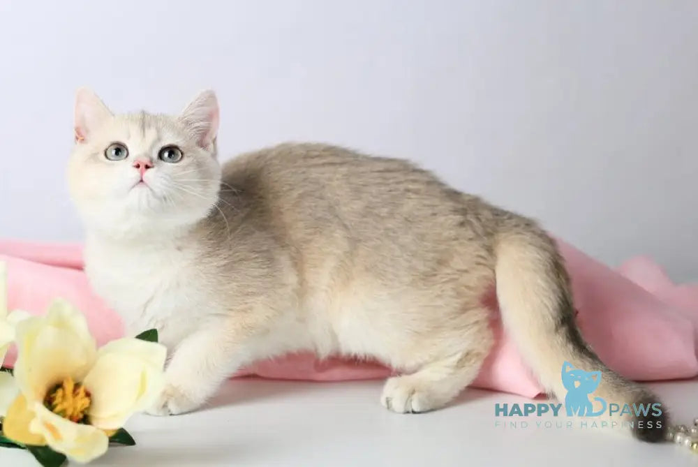 Luntik British Shorthair male blue golden chinchilla live animals