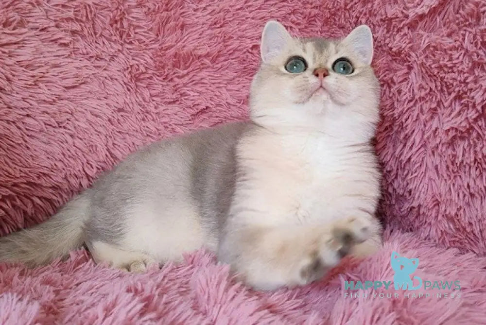 Luntik British Shorthair male blue golden chinchilla live animals