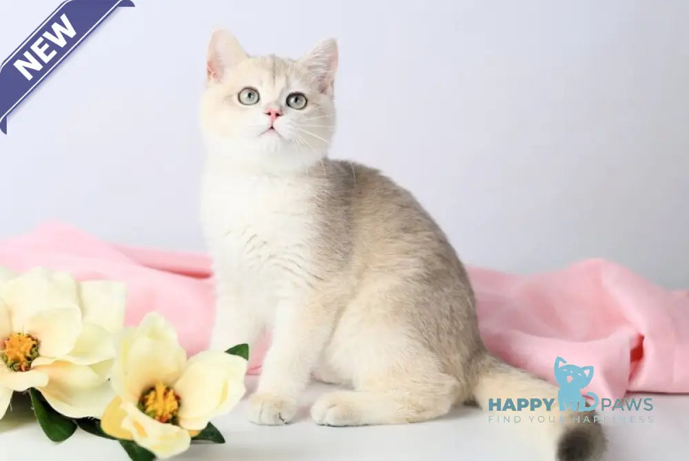 Luntik British Shorthair male blue golden chinchilla live animals