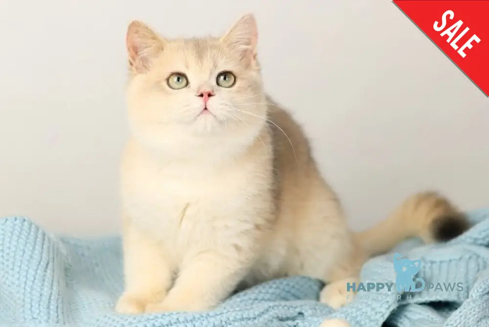 Luntik British Shorthair male blue golden chinchilla live animals