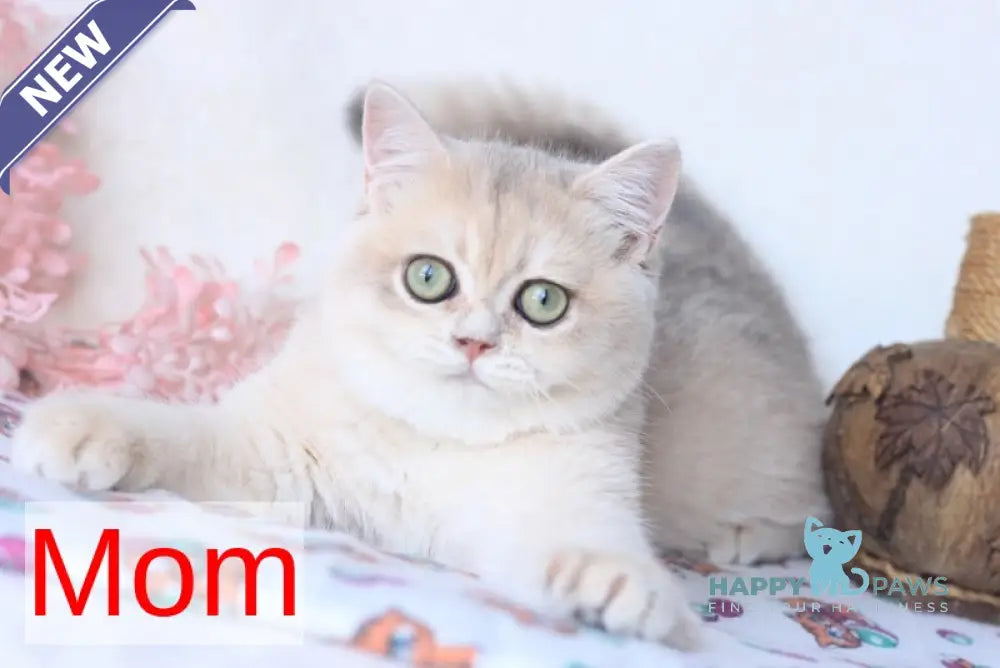 Luntik British Shorthair male blue golden chinchilla live animals