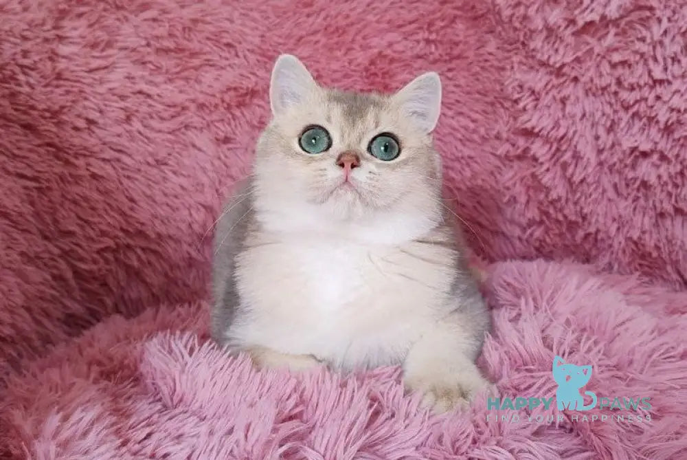 Luntik British Shorthair male blue golden chinchilla live animals